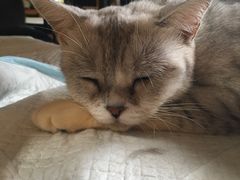 -more than meow吴止猫主题餐厅(承德 中船汇店)