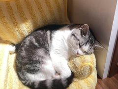 -安安宠医·健平宠物医院犬猫内科·骨科诊疗中心