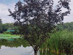 -北陵公园