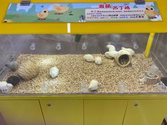 -凯德MALL(望京店)