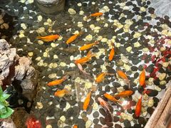 -苗岭侗寨(金阳店)