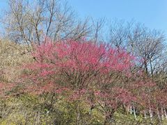 -南京市江宁方山