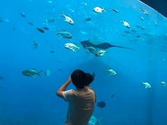 -瑞德姆美人鱼海底演艺主题餐厅(亚龙湾店)
