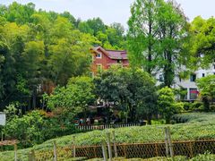 -野蔓果·山野菜(西湖景区·龙井茶田店)