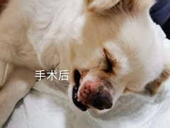 -乐派堂宠物医院·猫友好· 心脏科(东街店)