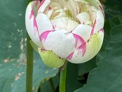 -厦门园林博览苑