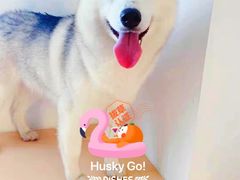 -Husky Go! 哈士奇体验馆·宠物咖啡厅狗咖