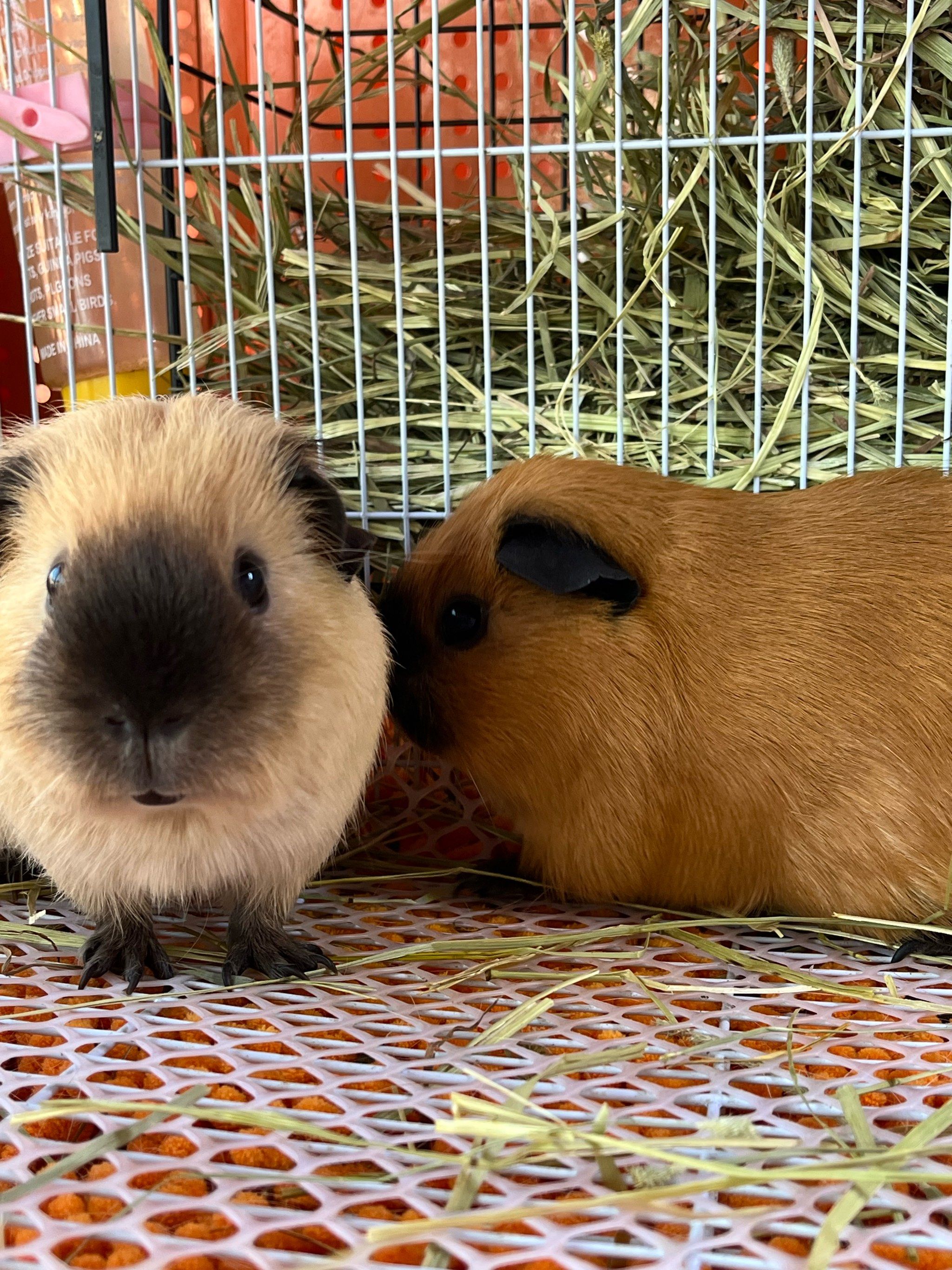 荷兰猪的种类🈶好多哇