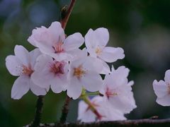 -高东镇樱花园