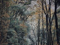 -岳麓山风景名胜区