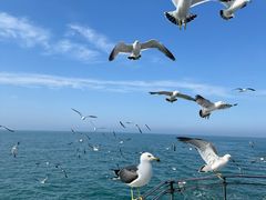 -海驴岛(荣成市)