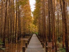 -桤木河湿地公园