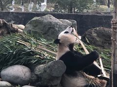 -都江堰中华大熊猫苑
