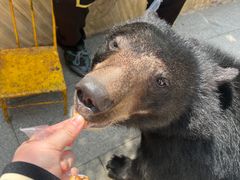 -东方熊牧场