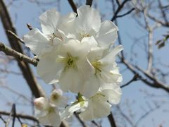 -天适樱花悠乐园