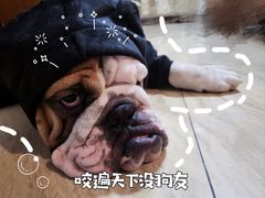 -瑞派·爱瑞可动物医院·口腔专科(广华新城分院)