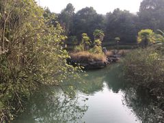 户外的绿色植物-咸宁万豪温泉谷度假区