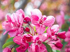 -海棠花溪(元大都城垣遗址公园)