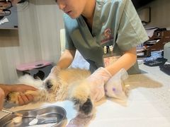 -宠爱国际动物医院·消化内科·心肾内科·ISFM猫友好(望京店)