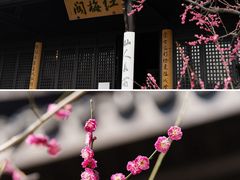-红梅公园