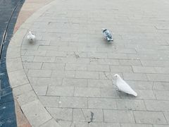 -中粮·祥云小镇
