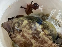 -小猫钓鱼海钓俱乐部(椰梦长廊店)