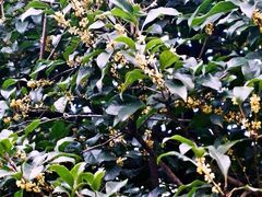 iphone_upload_pic-上海兴国宾馆丽笙精选