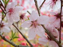 -南汇桃花村