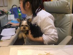 -宠爱国际动物医院· 猫科· 外科·中兽医(长白店)