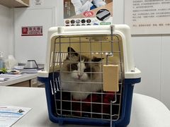 -艾贝尔宠物医院 ·中兽医·宠保定点(北门桥店)