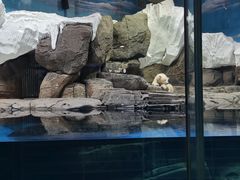 -海合安武汉极地海洋公园