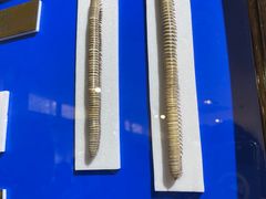 -上海昆虫博物馆