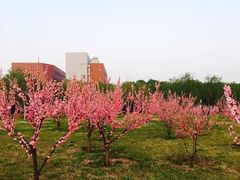 &nbsp;花林-首都师范大学(良乡校区)