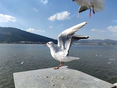 -滇池海埂公园