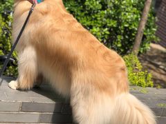 -康旭宠物医院(郑州总院)