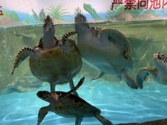 -石家庄海洋公园