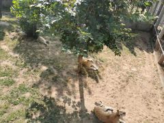 景点-西霞口神雕山野生动物世界