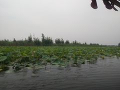 -白洋淀景区