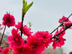 -南国桃园旅游度假区