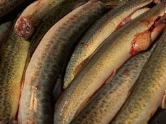 -铜元老码头鳝鱼火锅