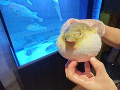 -肆月河豚·淮扬菜·湘菜(华天店)