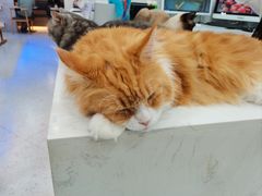 -喵园·猫主题咖啡厅·撸猫·猫咖(国贸店)