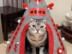 -瑞派康怡24h宠物医院·犬猫医疗中心·微创绝育(瑞景分院)