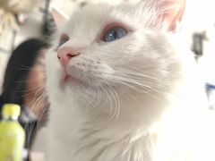 -平行世界·猫咖(首经贸店)