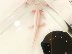 -喵宠乐园·撸猫互动·猫舍