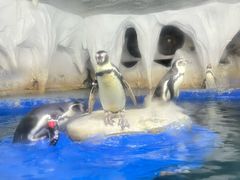 -太平洋海底世界