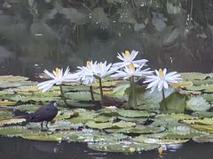 -深圳国际园林花卉博览园