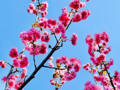 -天适樱花悠乐园