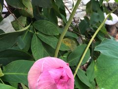 -槟城宝盛园民宿