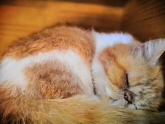 -more than meow吴止猫主题餐厅(承德 中船汇店)